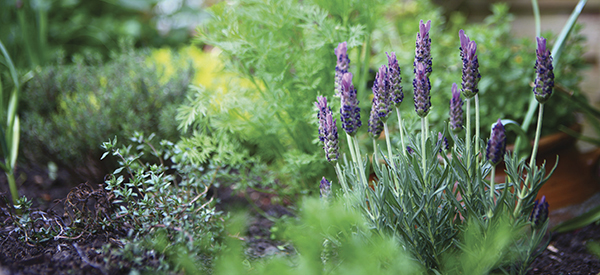 Lavender garden